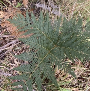 Pteridium esculentum at Paddys River, ACT - 5 Aug 2023