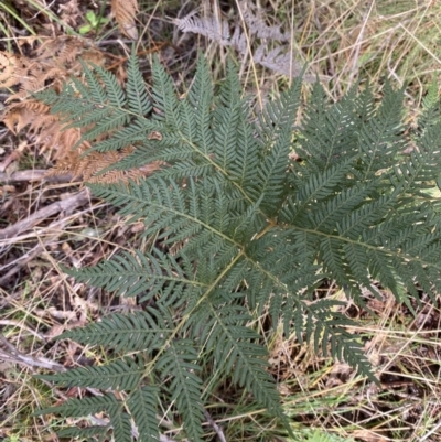Pteridium esculentum (Bracken) at Paddys River, ACT - 5 Aug 2023 by Tapirlord