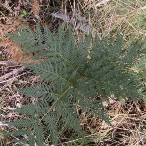 Pteridium esculentum at Paddys River, ACT - 5 Aug 2023 12:00 PM