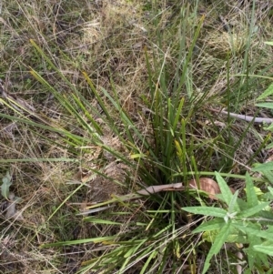 Lomandra longifolia at Paddys River, ACT - 5 Aug 2023 12:00 PM