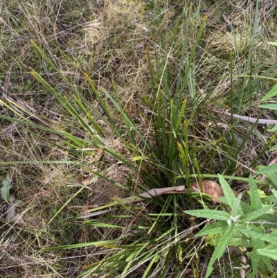 Lomandra longifolia (Spiny-headed Mat-rush, Honey Reed) at Tidbinbilla Nature Reserve - 5 Aug 2023 by Tapirlord