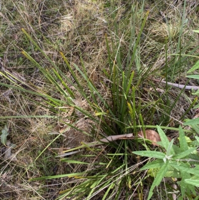 Lomandra longifolia (Spiny-headed Mat-rush, Honey Reed) at Paddys River, ACT - 5 Aug 2023 by Tapirlord