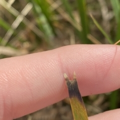 Lomandra longifolia at Paddys River, ACT - 5 Aug 2023 12:00 PM