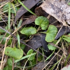 Viola hederacea (Ivy-leaved Violet) at Paddys River, ACT - 5 Aug 2023 by Tapirlord