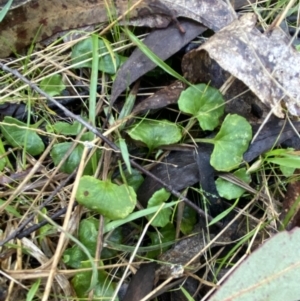 Viola hederacea at Paddys River, ACT - 5 Aug 2023 11:59 AM