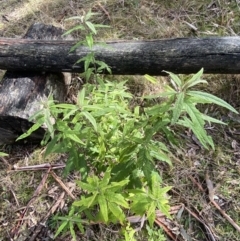 Olearia lirata at Paddys River, ACT - 5 Aug 2023 11:59 AM