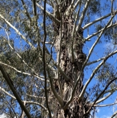 Eucalyptus viminalis at Tidbinbilla Nature Reserve - 5 Aug 2023 11:58 AM