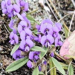 Hovea heterophylla at Belconnen, ACT - 12 Aug 2023