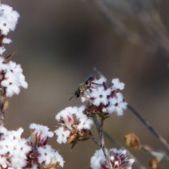 Lasioglossum (Homalictus) punctatum (A halictid bee) at Stromlo, ACT - 7 Aug 2023 by KorinneM