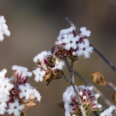 Lasioglossum (Homalictus) punctatum at Stromlo, ACT - 7 Aug 2023