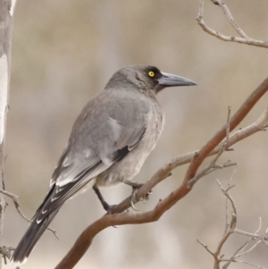 Strepera versicolor at Throsby, ACT - 14 Aug 2023