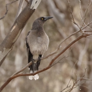 Strepera versicolor at Throsby, ACT - 14 Aug 2023