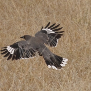 Strepera versicolor at Throsby, ACT - 14 Aug 2023