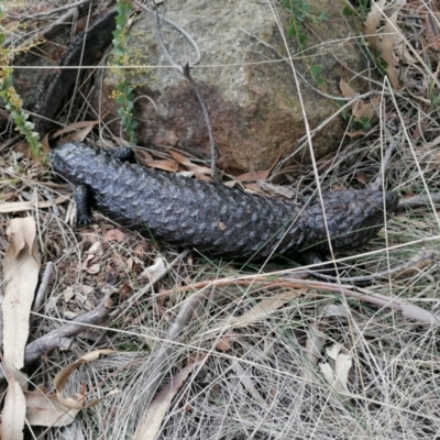 Tiliqua rugosa (Shingleback Lizard) at Mulligans Flat - 29 Jul 2023 by MaximilianJuhasz