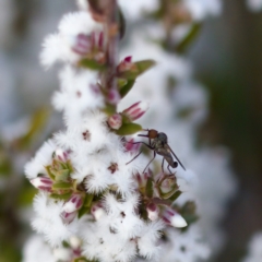 Sphicosa sp. (genus) (A dance fly) at Stromlo, ACT - 7 Aug 2023 by KorinneM