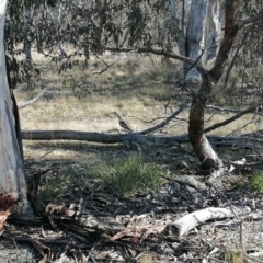 Burhinus grallarius (Bush Stone-curlew) at Mulligans Flat - 22 Jul 2023 by MaximilianJuhasz