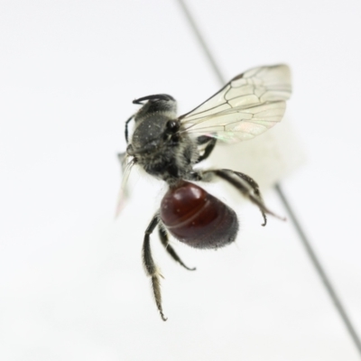 Lasioglossum (Parasphecodes) hiltacum (Rayment's Red Bee) at Wanniassa Hill - 9 Aug 2023 by PeterA