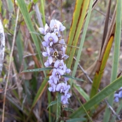 Hovea heterophylla (Common Hovea) at Paddys River, ACT - 14 Aug 2023 by jac