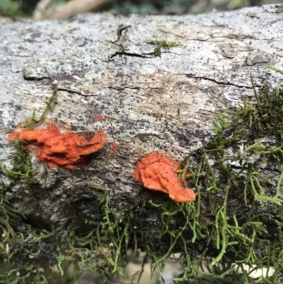 Unverified Fungus at Kenilworth, QLD - 12 Aug 2023 by AliClaw