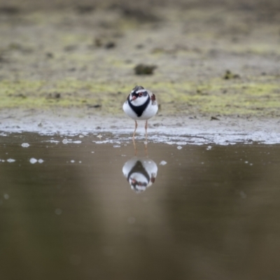 Charadrius melanops (Black-fronted Dotterel) at Burra, NSW - 12 Aug 2023 by trevsci