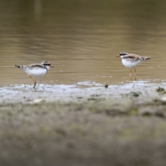 Charadrius melanops at Burra, NSW - 13 Aug 2023