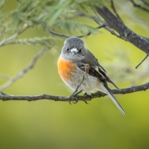 Petroica boodang at Burra, NSW - 13 Aug 2023