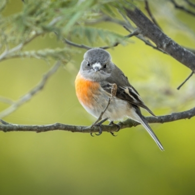 Petroica boodang (Scarlet Robin) at Googong Foreshore - 12 Aug 2023 by trevsci