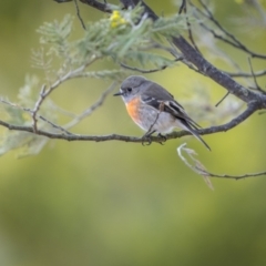 Petroica boodang at Burra, NSW - 13 Aug 2023