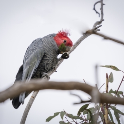 Callocephalon fimbriatum (Gang-gang Cockatoo) at Googong, NSW - 13 Aug 2023 by trevsci