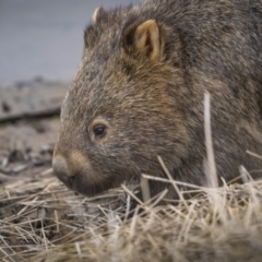 Vombatus ursinus (Common wombat, Bare-nosed Wombat) at QPRC LGA - 13 Aug 2023 by trevsci