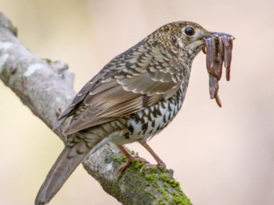 Zoothera lunulata (Bassian Thrush) at Cotter River, ACT - 14 Aug 2023 by angelb