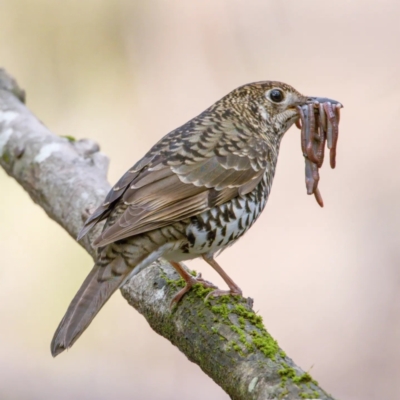 Zoothera lunulata (Bassian Thrush) at Cotter Reserve - 14 Aug 2023 by angelb