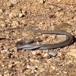 Demansia psammophis at Paddys River, ACT - 11 Aug 2023