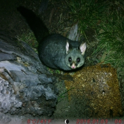 Trichosurus vulpecula (Common Brushtail Possum) at Canberra, ACT - 7 Aug 2023 by gemma