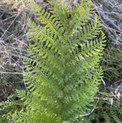 Polystichum proliferum (Mother Shield Fern) at Namadgi National Park - 13 Jul 2023 by simonstratford