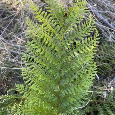 Polystichum proliferum (Mother Shield Fern) at Namadgi National Park - 13 Jul 2023 by simonstratford