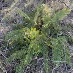 Polystichum proliferum at Rendezvous Creek, ACT - 13 Jul 2023