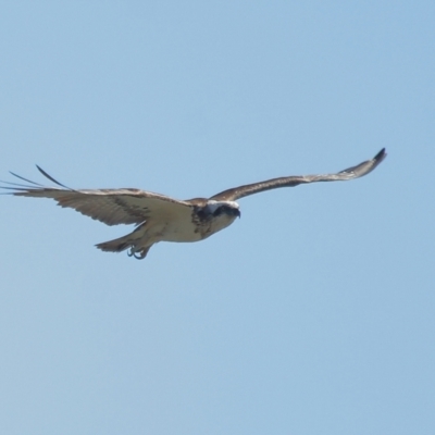 Pandion haliaetus (Osprey) at Ormiston, QLD - 14 Aug 2023 by TimL