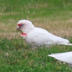 Cacatua tenuirostris (Long-billed Corella) at Lake Tuggeranong - 14 Aug 2023 by RodDeb