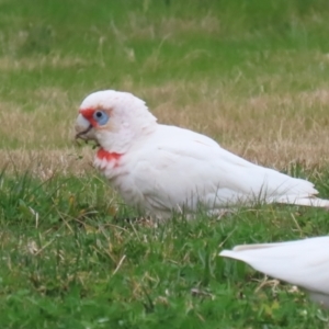 Cacatua tenuirostris at Greenway, ACT - 14 Aug 2023