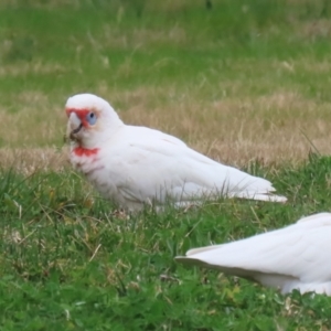 Cacatua tenuirostris at Greenway, ACT - 14 Aug 2023