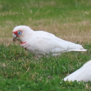 Cacatua tenuirostris at Greenway, ACT - 14 Aug 2023