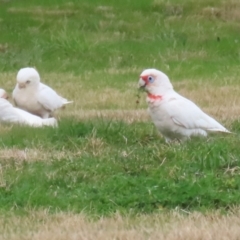 Cacatua tenuirostris at Greenway, ACT - 14 Aug 2023