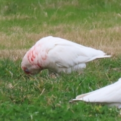 Cacatua tenuirostris at Greenway, ACT - 14 Aug 2023