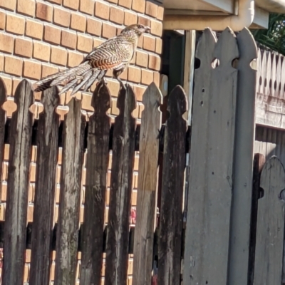 Centropus phasianinus (Pheasant Coucal) at Deeragun, QLD - 14 Aug 2023 by Cath68