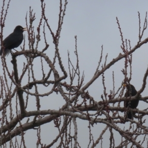 Turdus merula at Macarthur, ACT - 14 Aug 2023