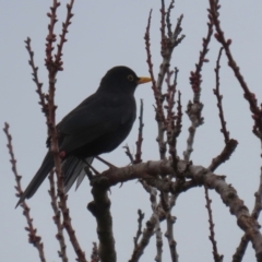 Turdus merula at Macarthur, ACT - 14 Aug 2023