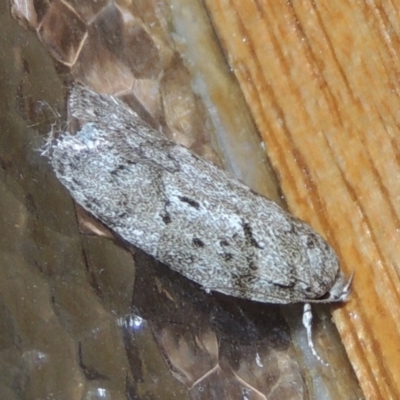 Philobota philostaura (A Concealer moth (Philobota group)) at Conder, ACT - 7 Feb 2023 by MichaelBedingfield