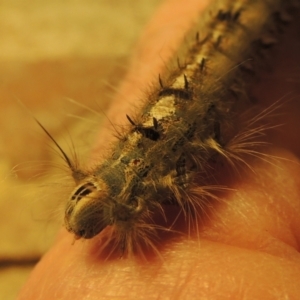 Porela delineata at Conder, ACT - 8 Feb 2023