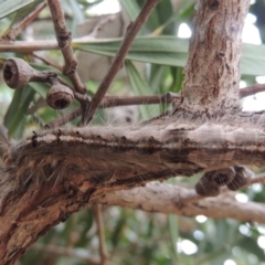 Porela delineata at Conder, ACT - 8 Feb 2023